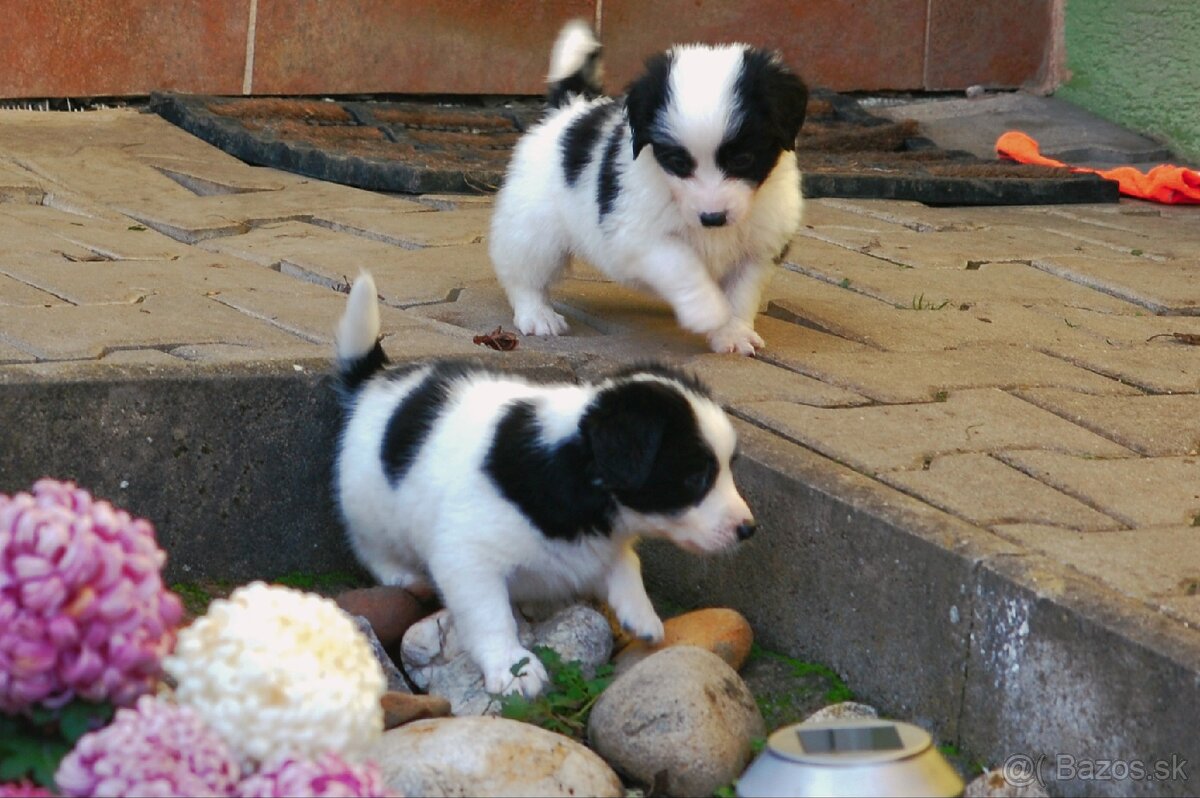 Šteniatka Border Kólia - 6