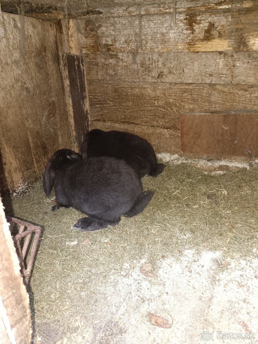 Predám králiky - 6