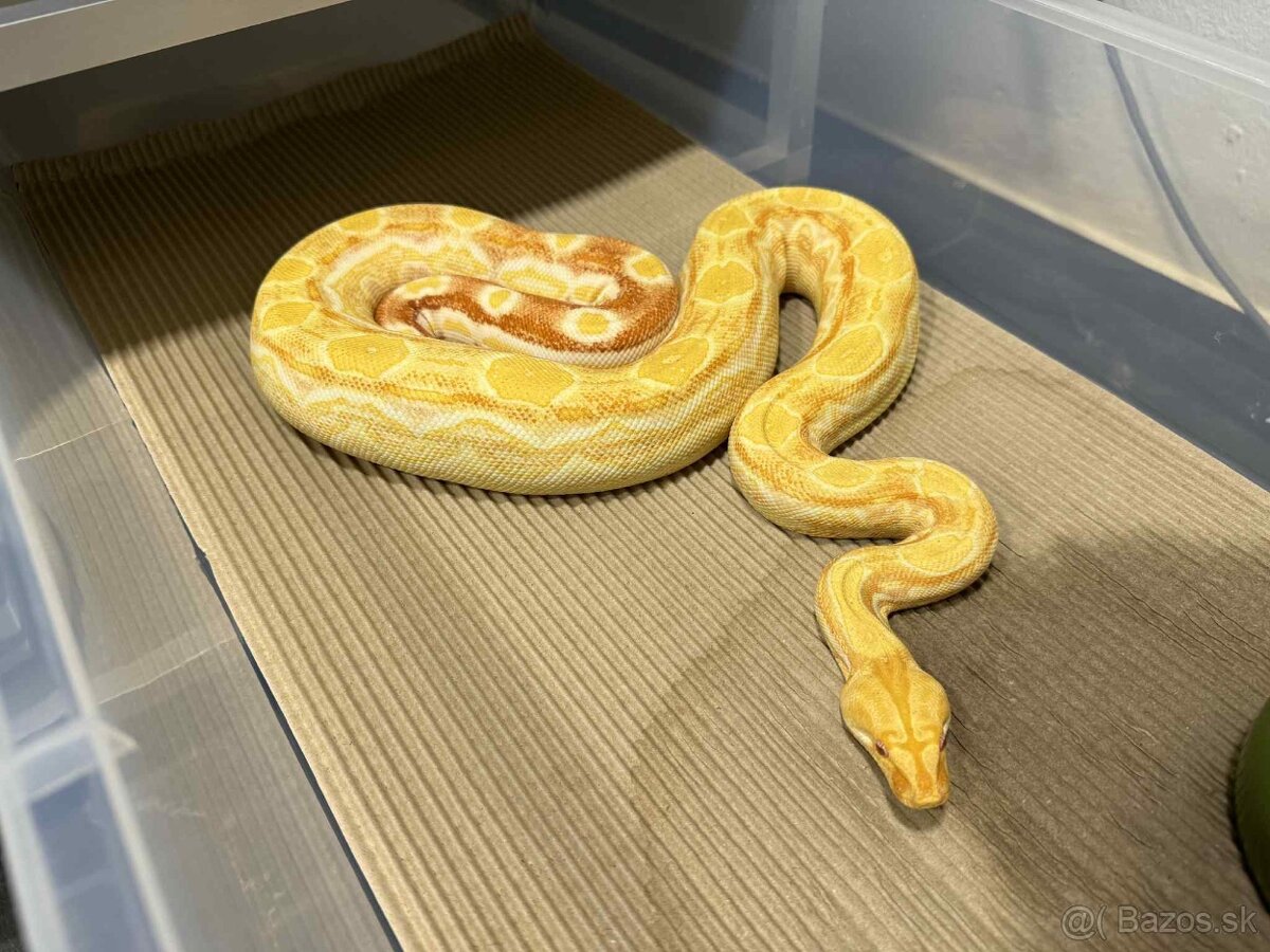 Boa Constrictor - Velhad Kralovsky - 6