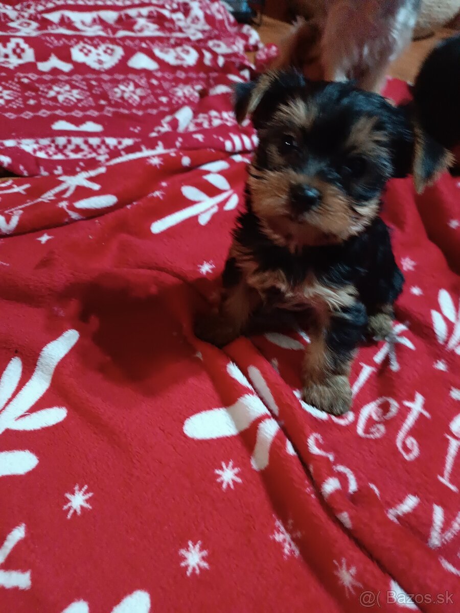 Yorkshirsky teriér - 6