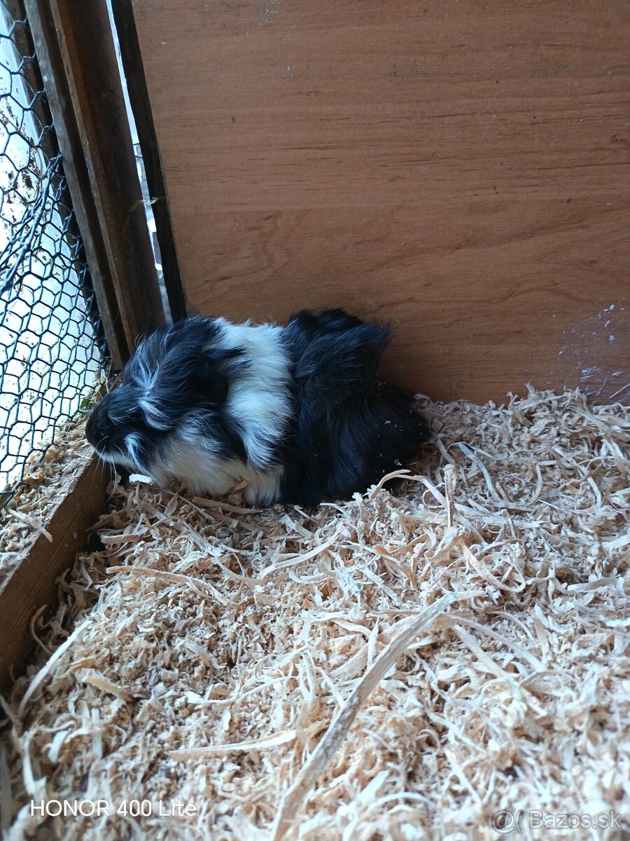 Morské prasiatka - 6