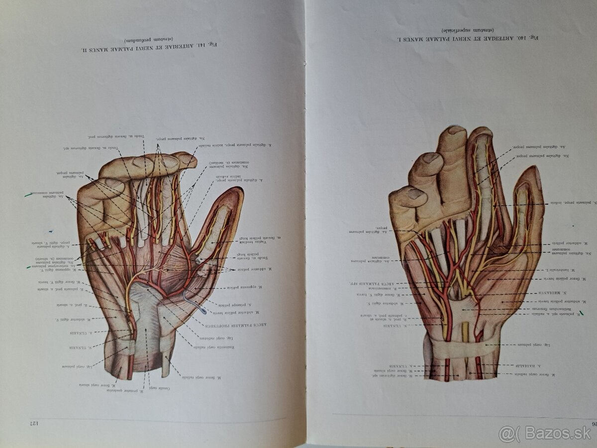 Atlas ĺudskej anatómie 1,2,3. - 6