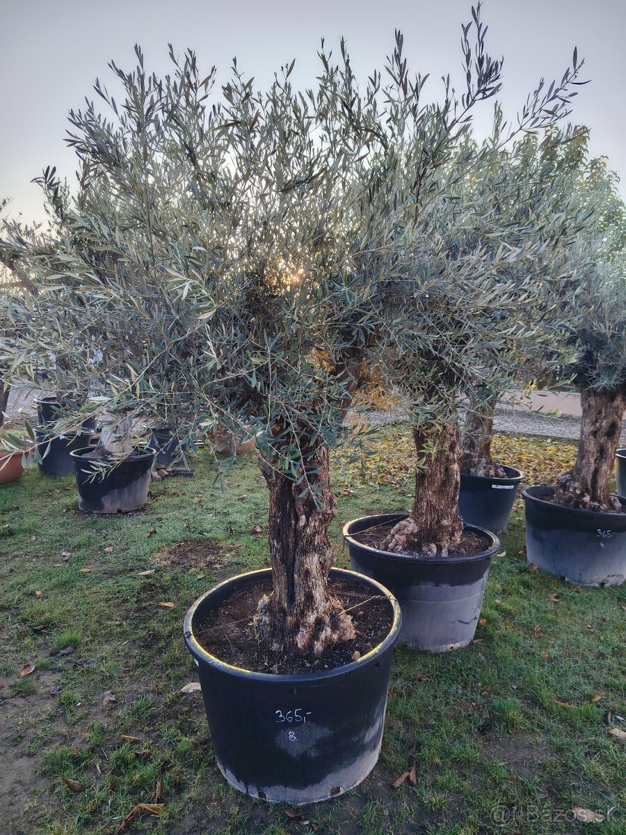 Olivovník europea - 6