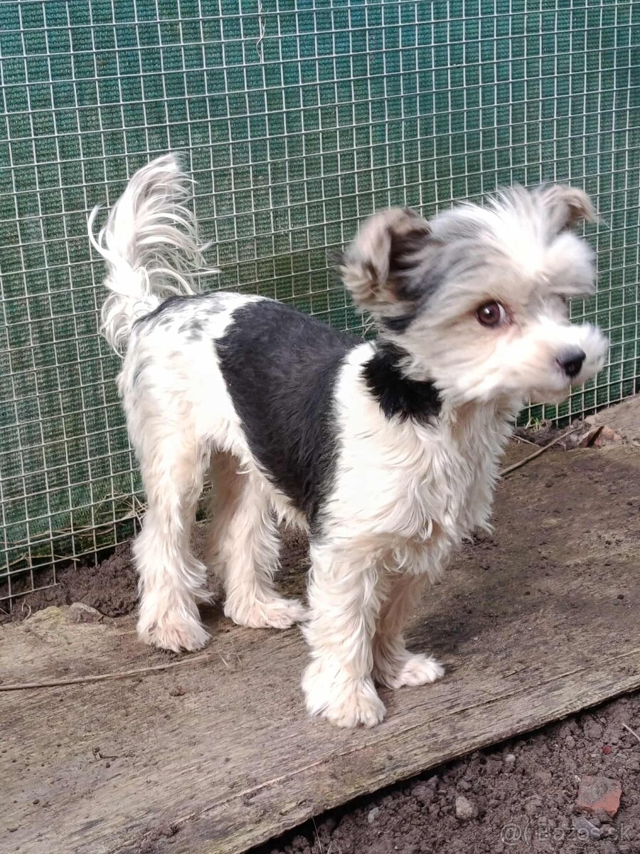 Yorkshirsky terier - biewer - 6