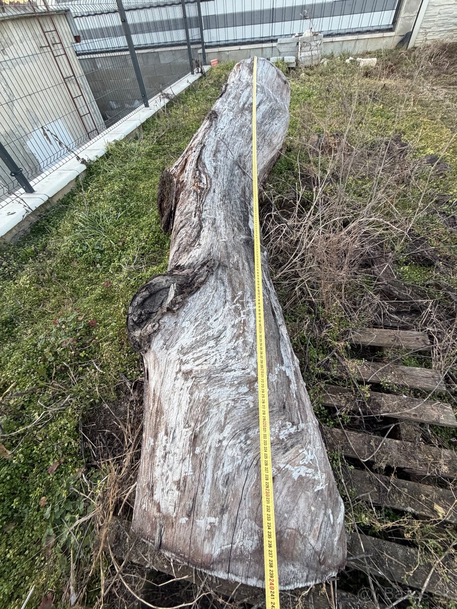 Čerešnove drevo - 6