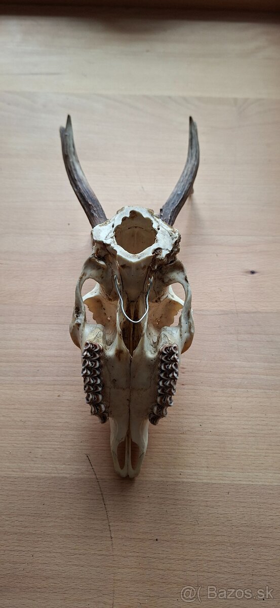 Trofej raritního srnce - 6
