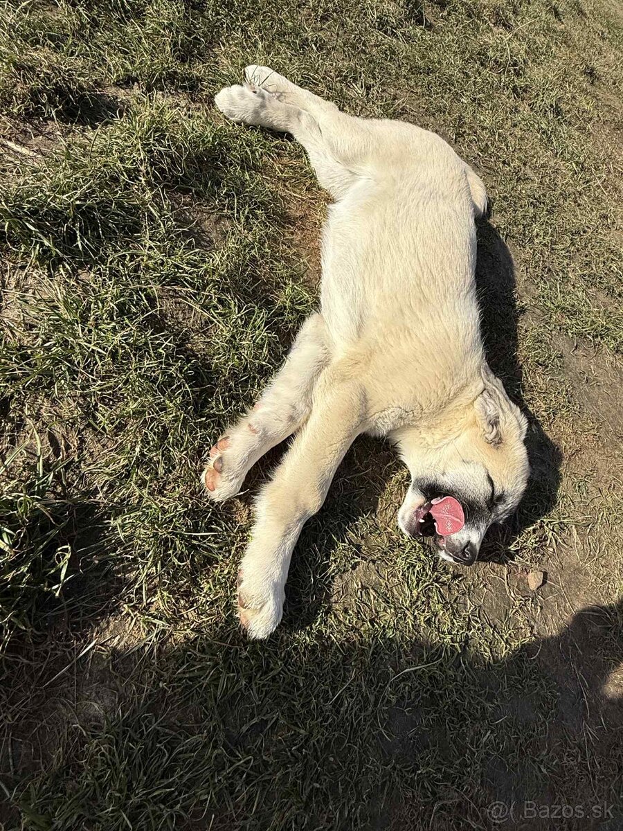 Predám šteniatka kangaly - 6