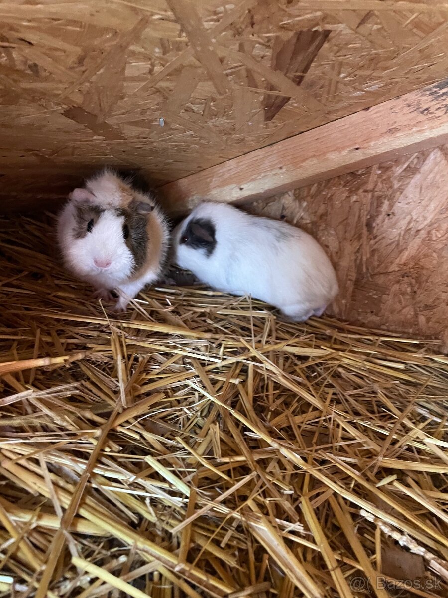 Zajace hylak/ Morské prasiatka - 6