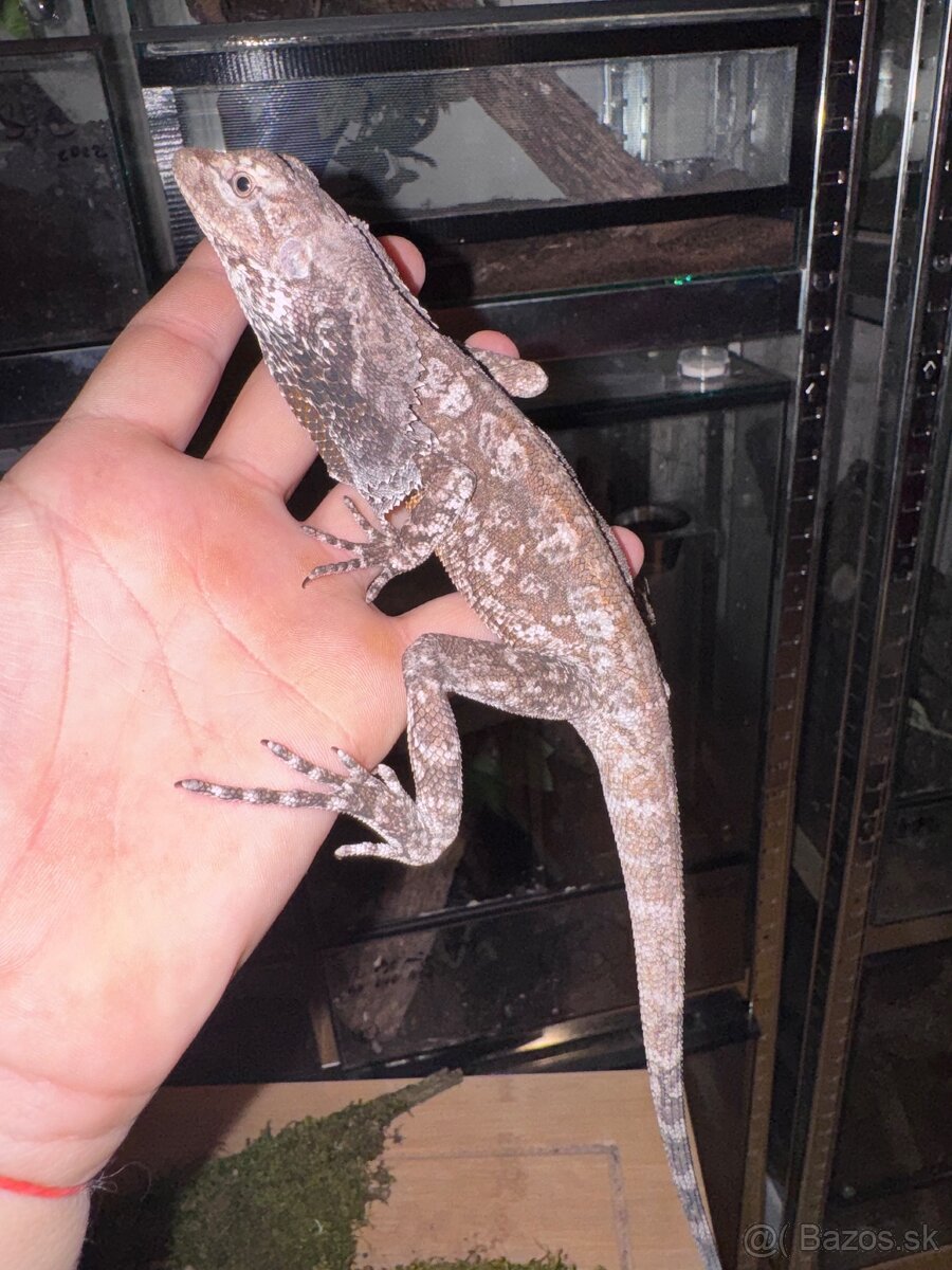 Agama límcová - 6