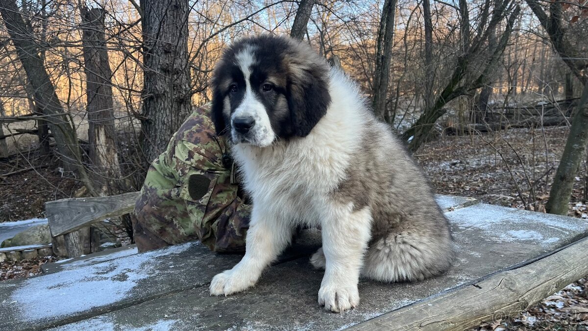 Štenata Moskovsky strážny pes - 6