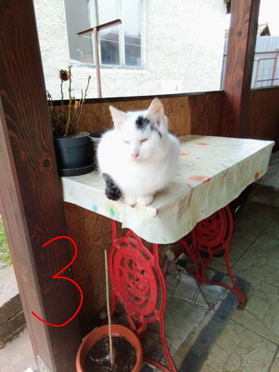 Ajándékozuk - Darujeme - 6