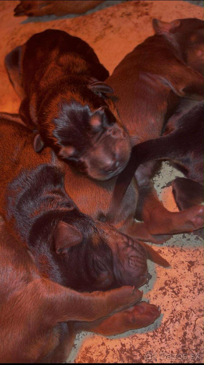 DOBERMAN ŠTENIATKA S FCI PP - 6