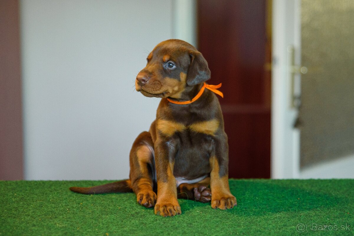 DOBERMAN ŠTENIATKA S FCI PP - 6