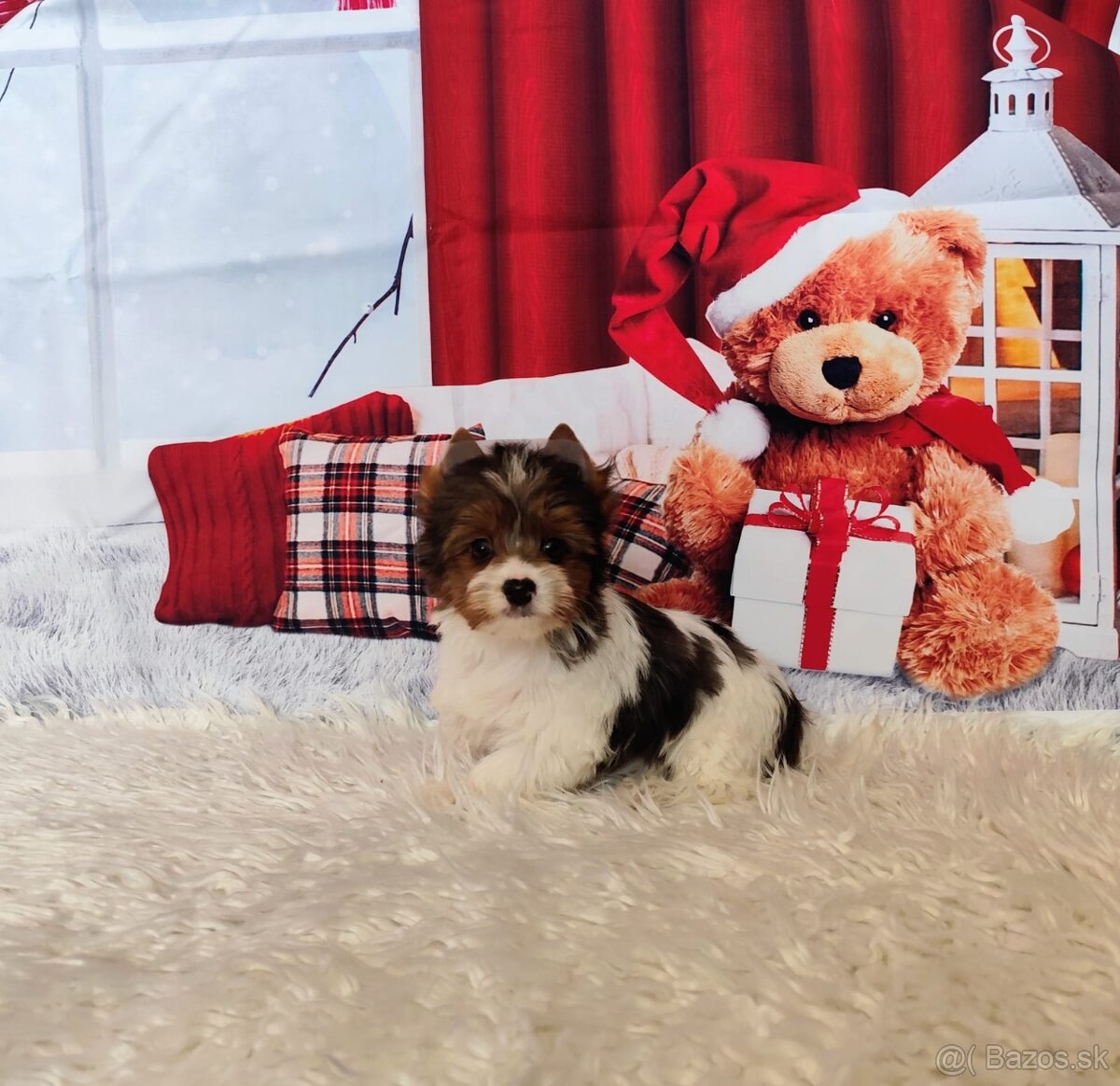 Yorkshire teriér, Biewer, Biro, Yorkshire teriér s PP - 6