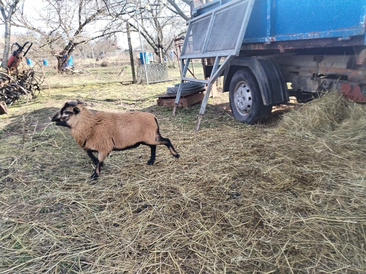 Kamerunske ovce/barany 2ks - 6