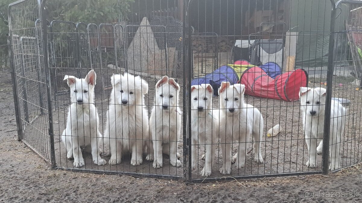 Biely švajčiarsky ovčiak s PP - 6