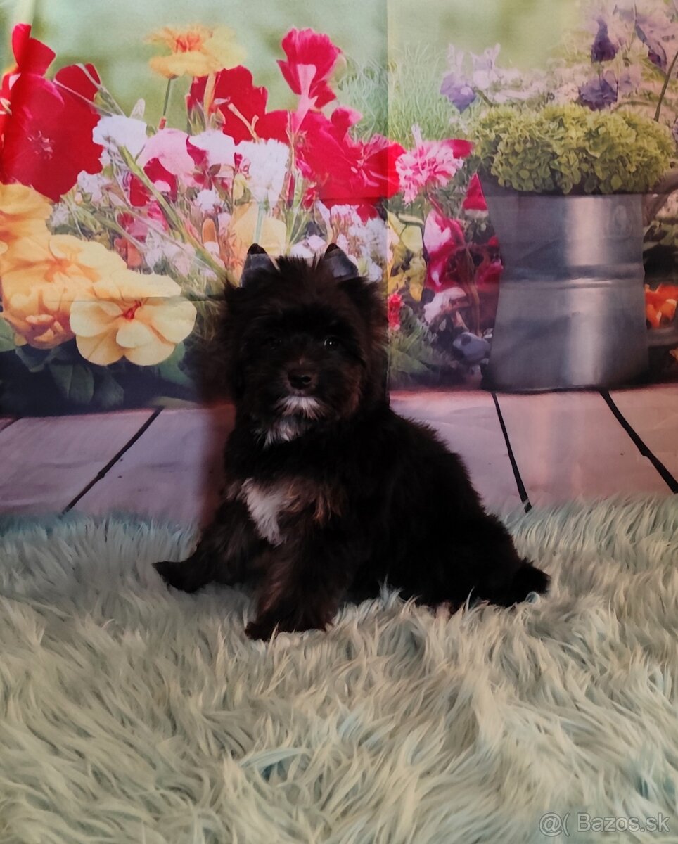 Yorkshire terrier - 6