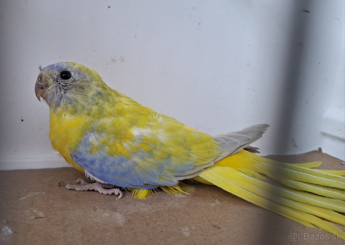 Neoféma tyrkysová žltobruchá - 6
