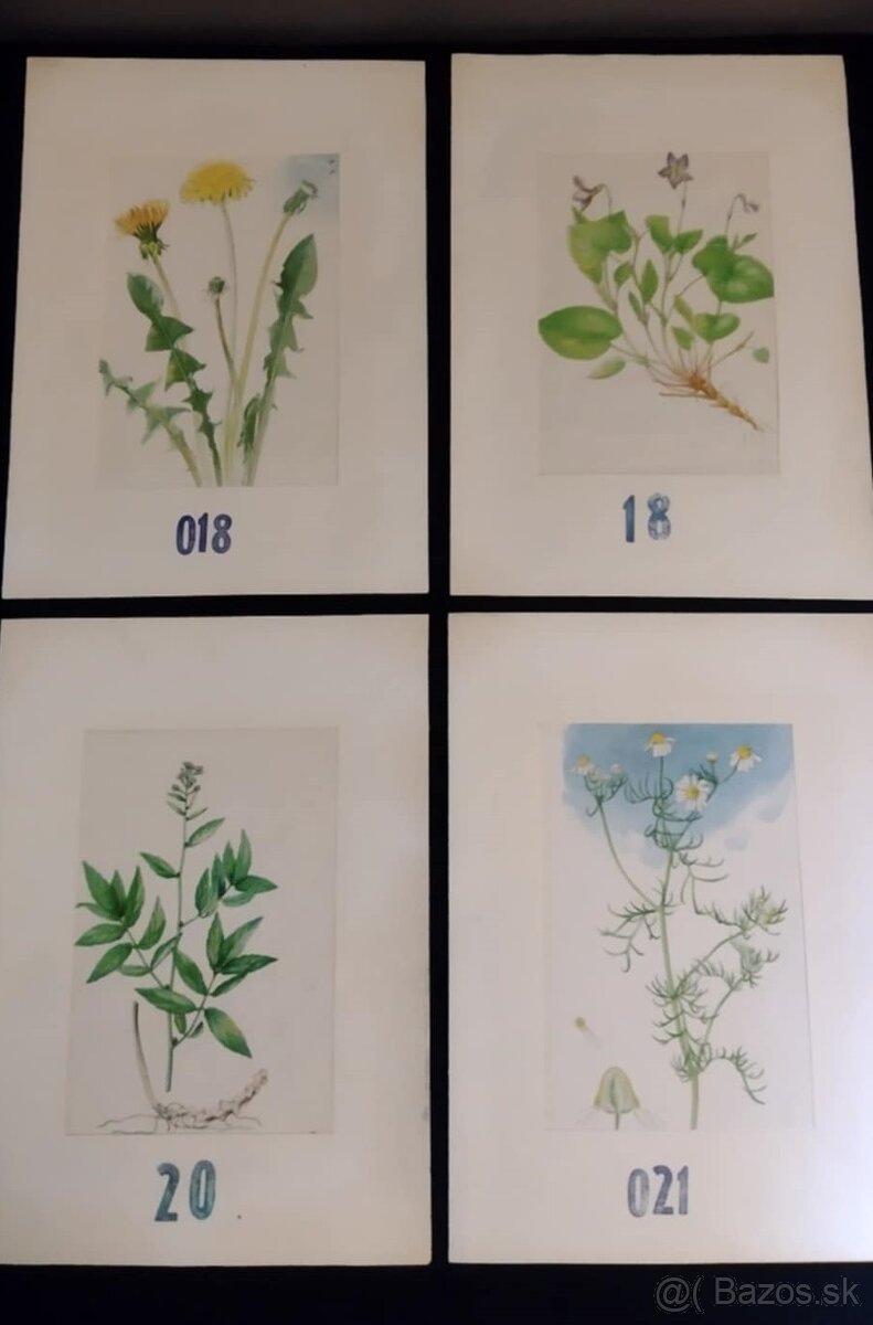 obrázky rastlín - 6