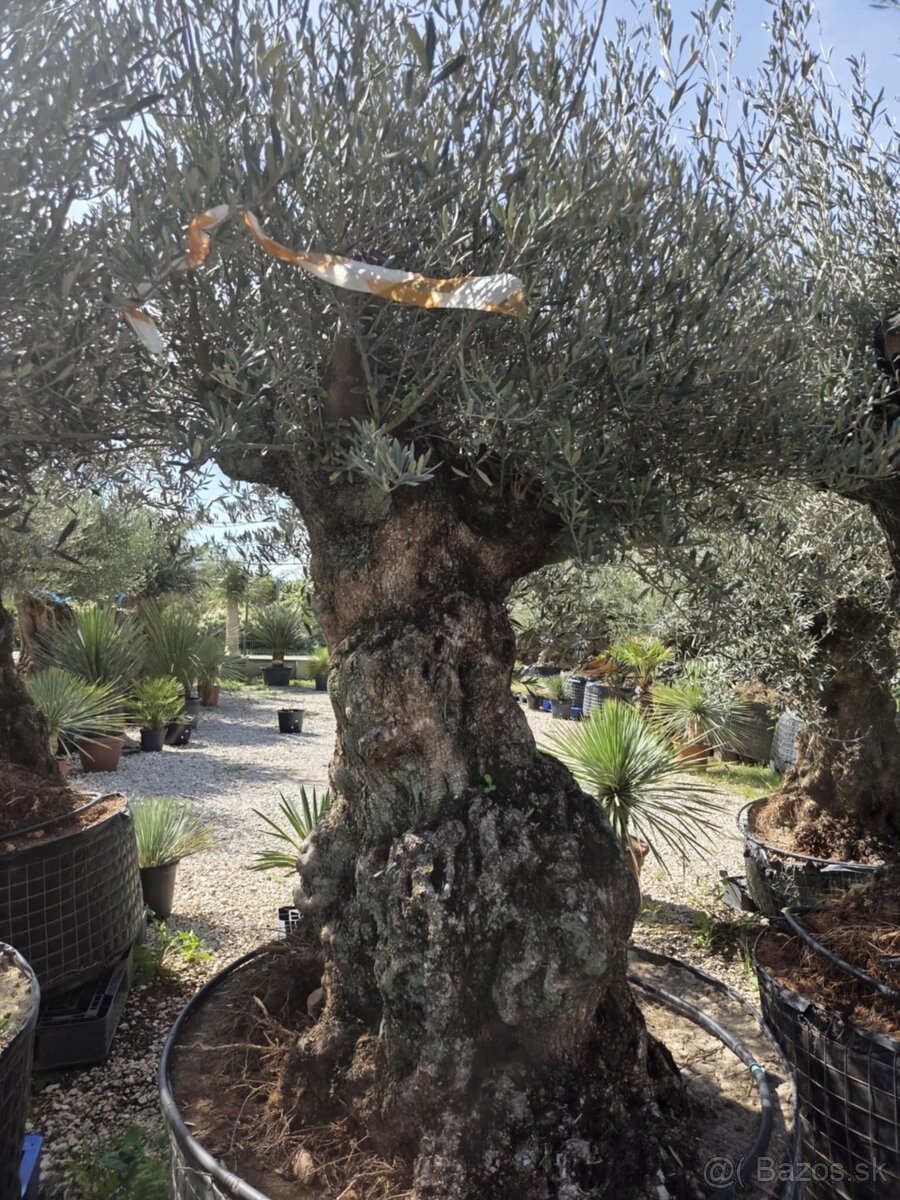 ‼️Akcia‼️ Olivovníky Bonsai - 6