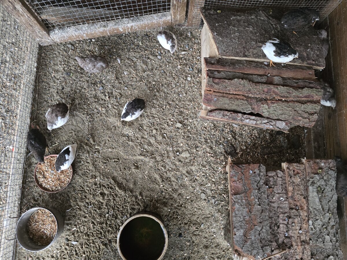 Čínska prepelica - 6