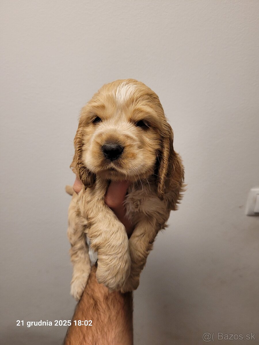 Anglický kokeršpaniel s rodokmeňom PL - 6