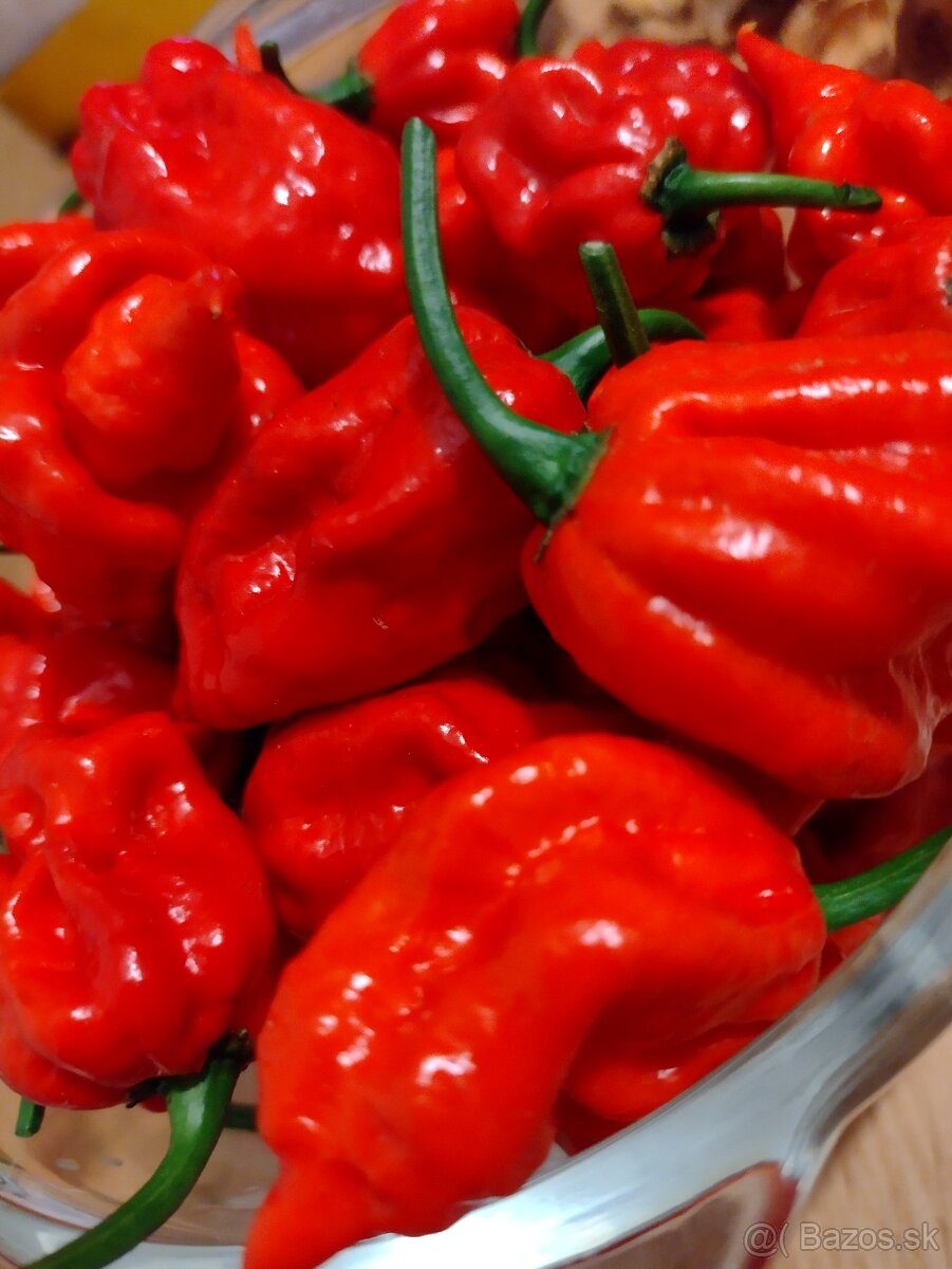 Predám semienka papriky - 6