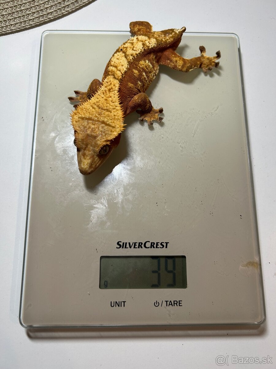 Pagekón Riasnatý - 6