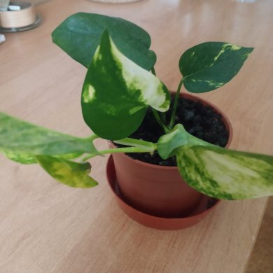 Izbové rastliny. - 6