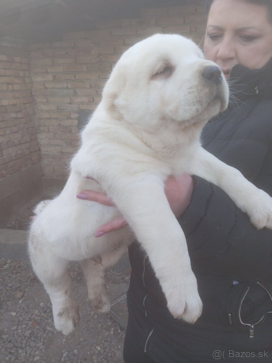 Stredoázijský ovčiak – šteniatka - 6