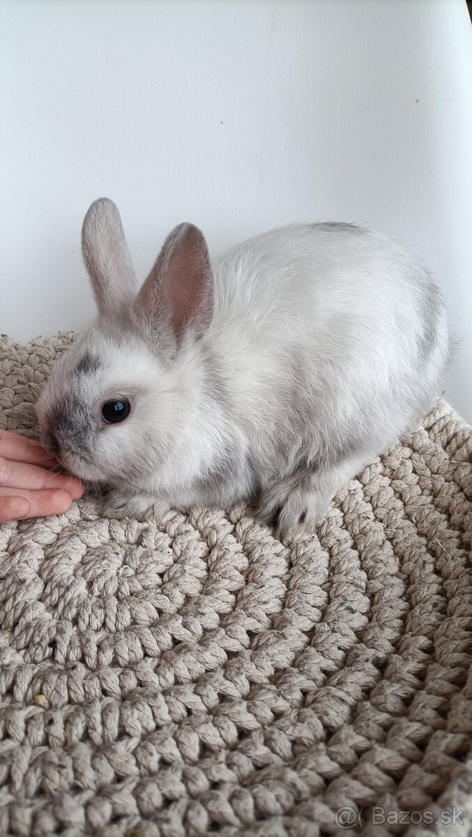 Zdrobnené kraliky - 6