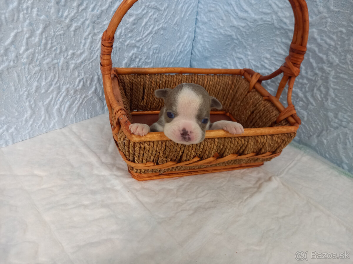 Boston ,Bostonský terrier - 6