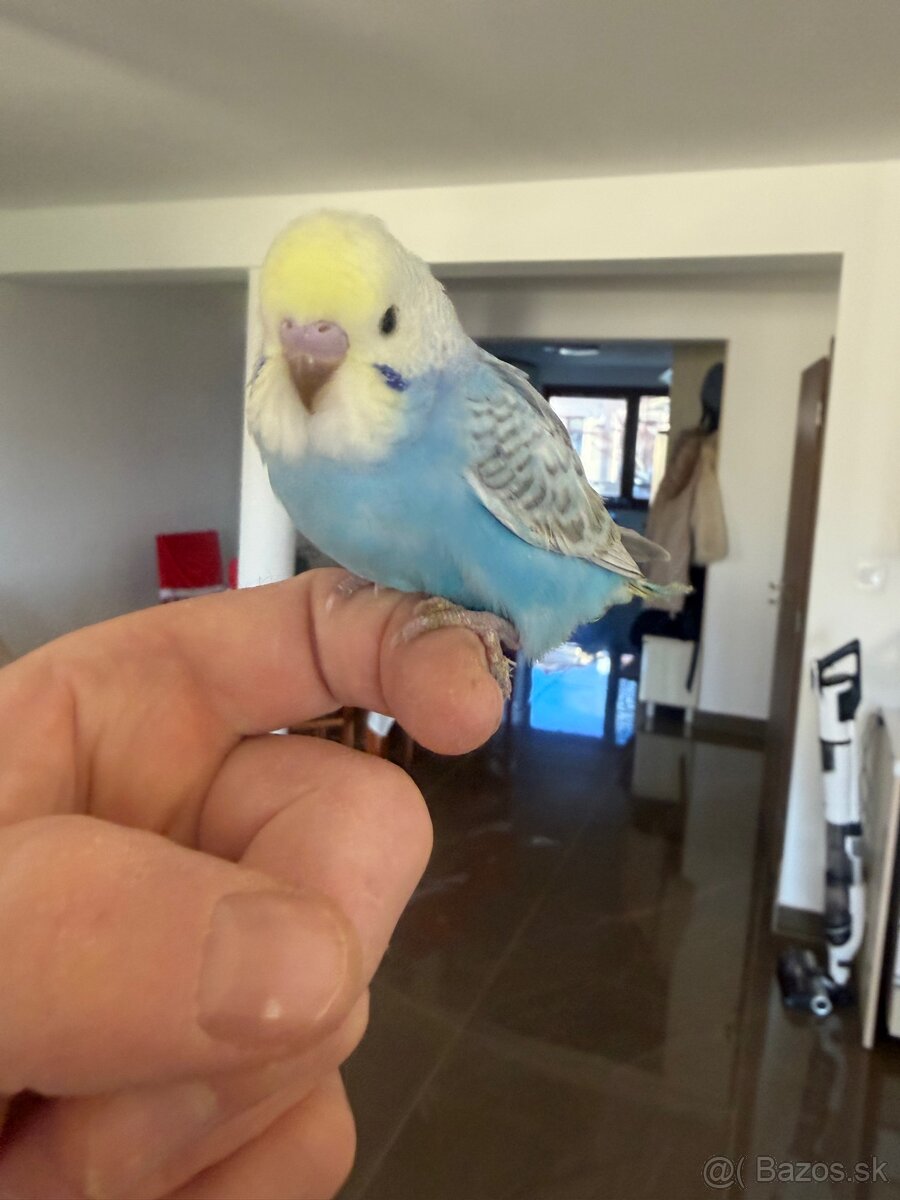 Andulka Maznačik - 6