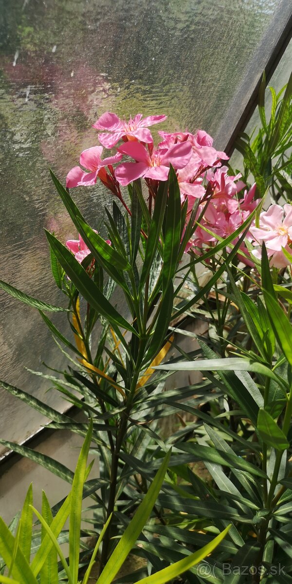 Oleander - Oleandre - 6