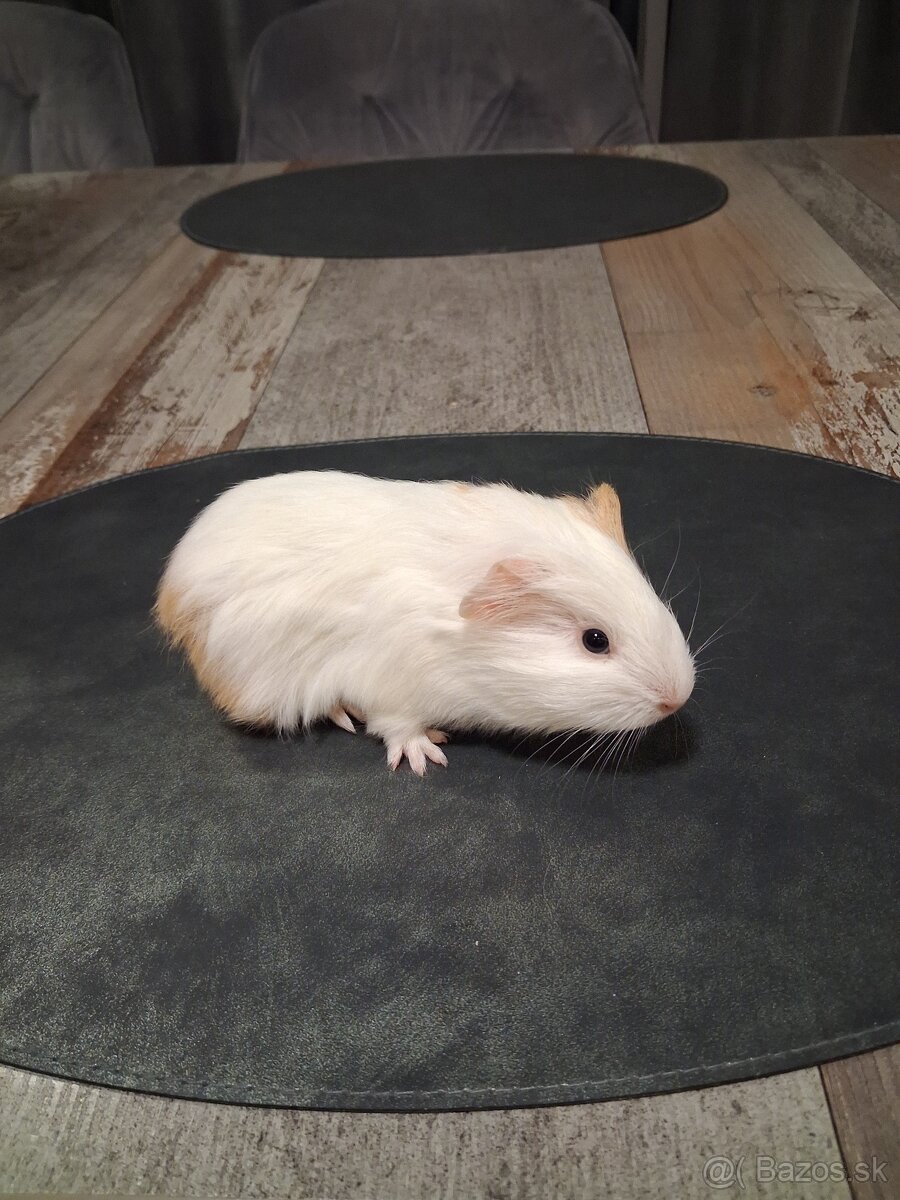 Darujem morčatá - 6