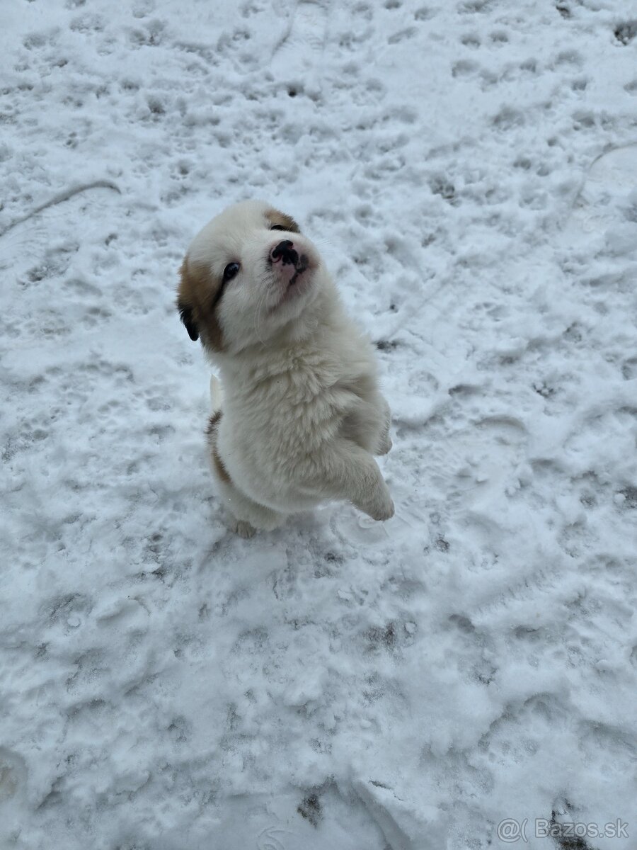 Krásne Šteniatko - 6