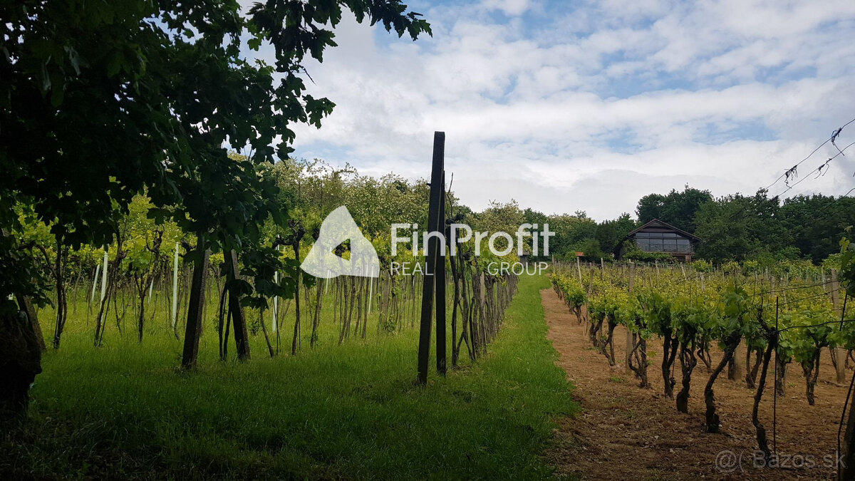 Prenajmem vinohrad v Koliňanoch pri Nitre. - 6