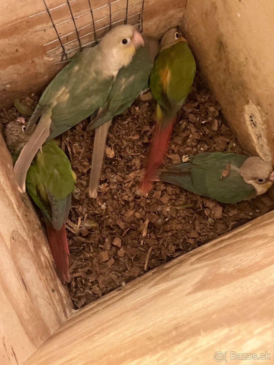 Papagaje rozely penanty pyrura - 6