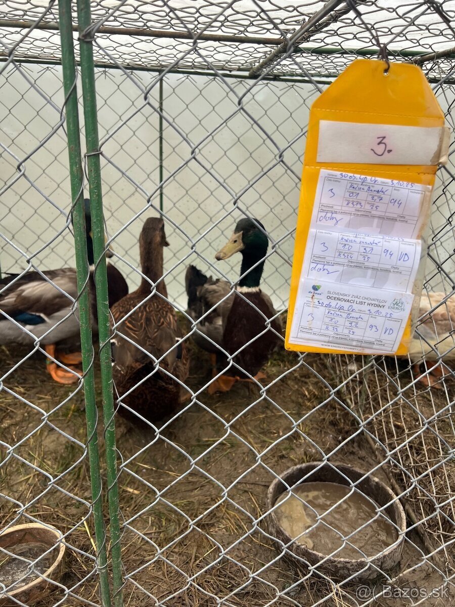 Kačice ruánske - 6