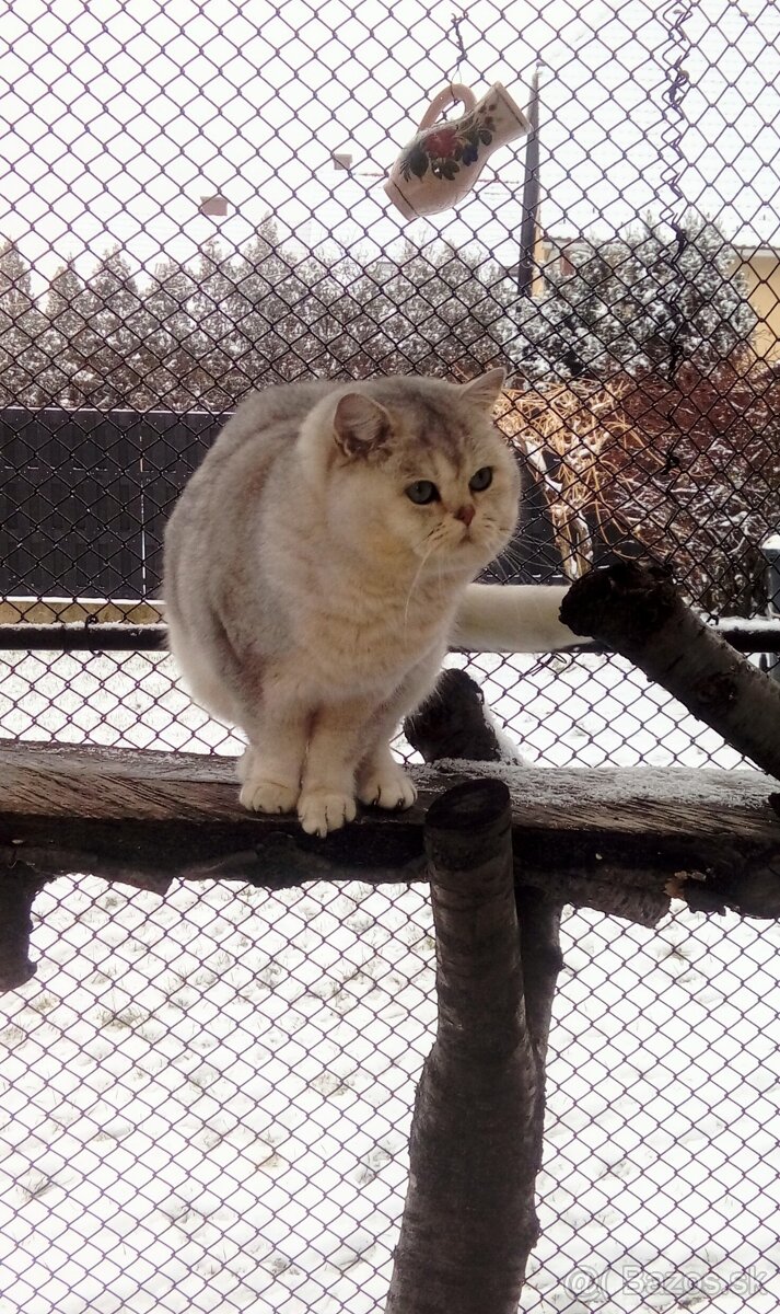 Britske maciatko na rezervácie - 6