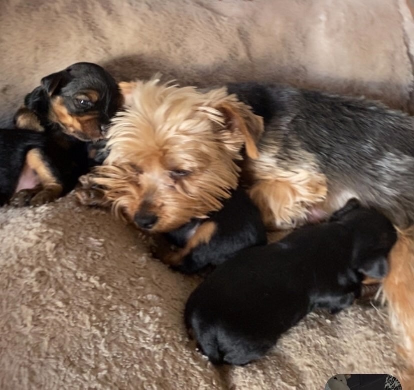 YORKSHIRE TERRIER - 6