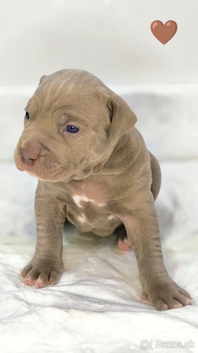 Štěňátka American Bully XL - registrace ABKC (Jihlava CZ) - 6