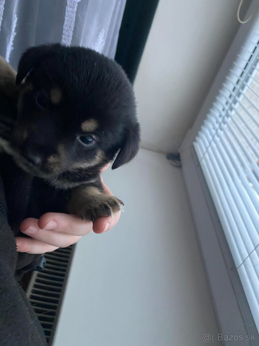 Predám šteniatka jazvecika - 6