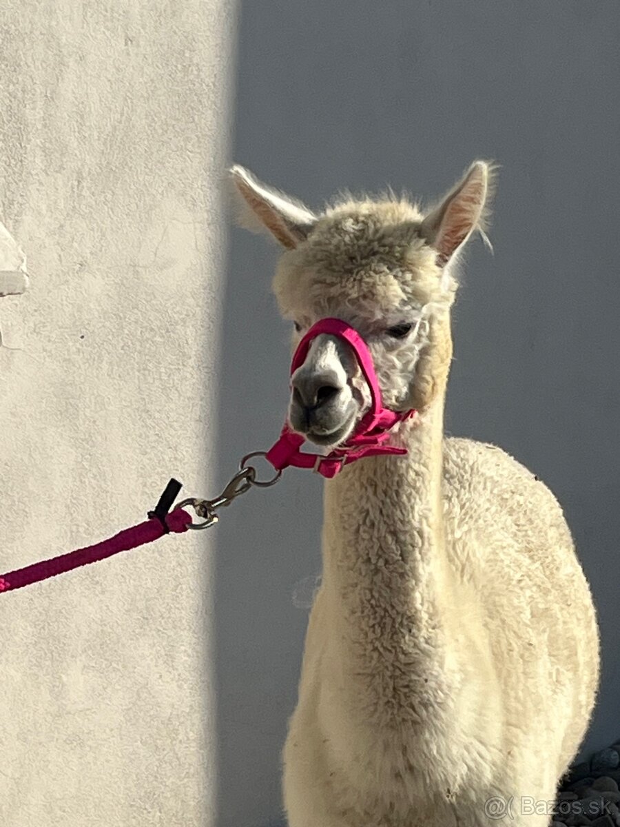 VÝHODNÁ CENA Alpaka samica - 6