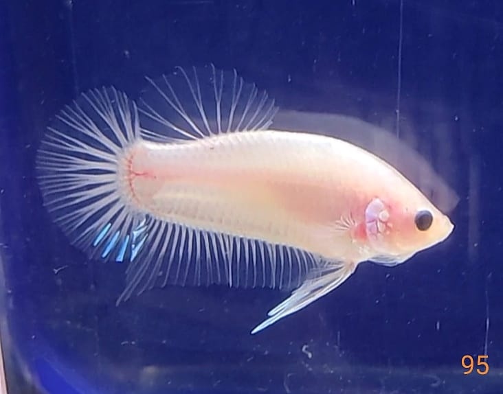 Bojovnice celofan samec shorttail - 6