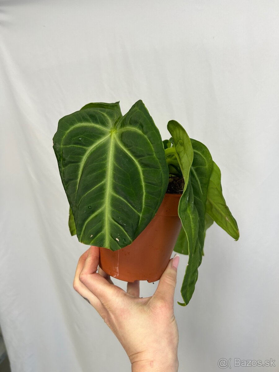 Anthurium Villenaorum - 6