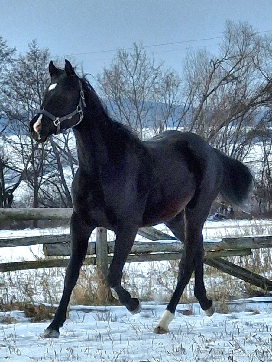 appaloosa žrebček - 6