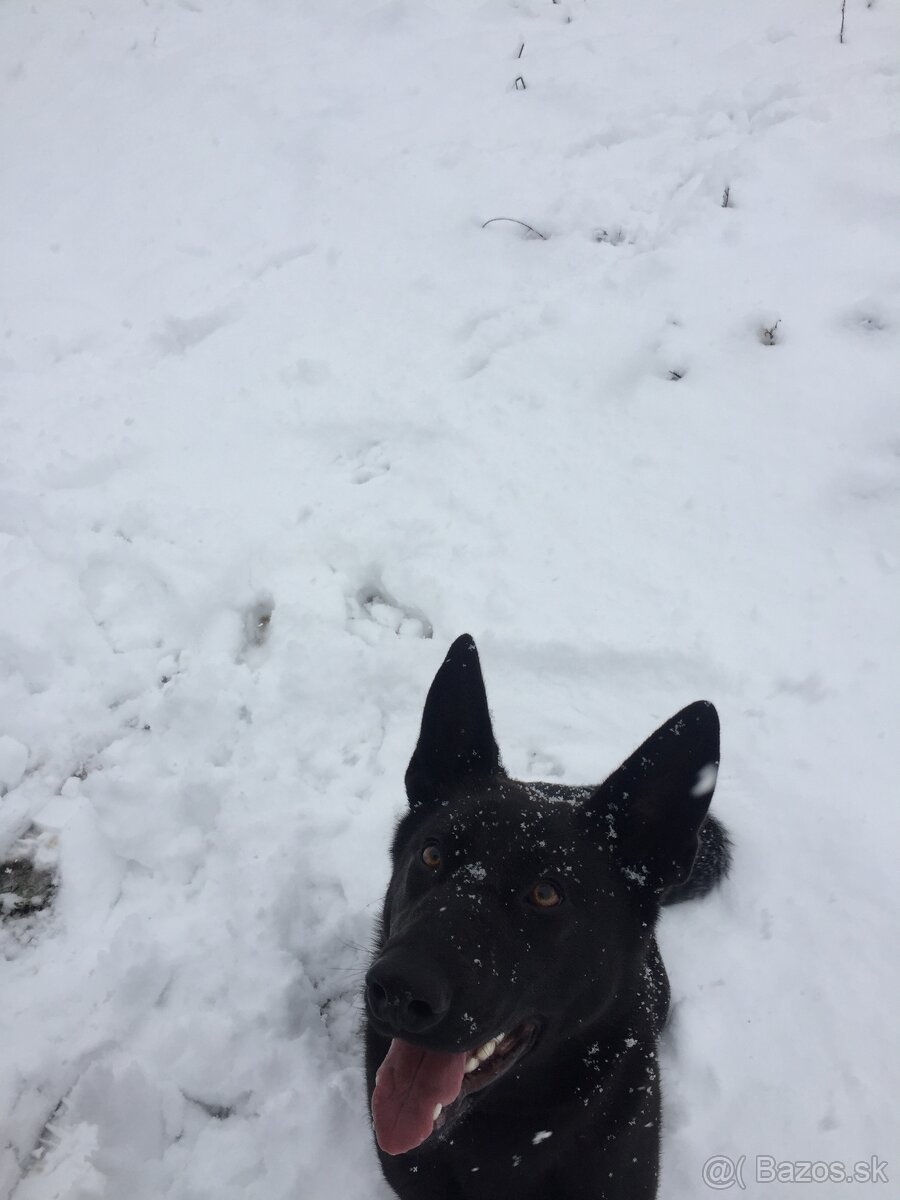 DARUJEM PSÍKA DO DOBRÝCH RÚK - 6