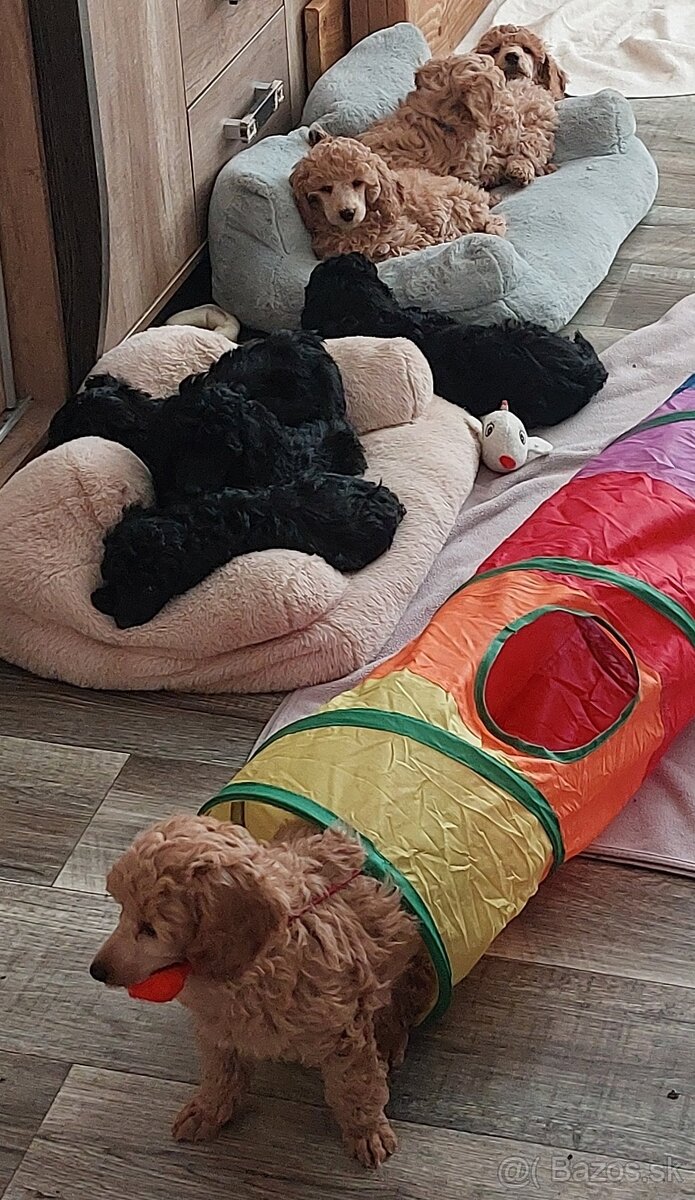 Pudel pudlik toy/trpaslík s PP - 6