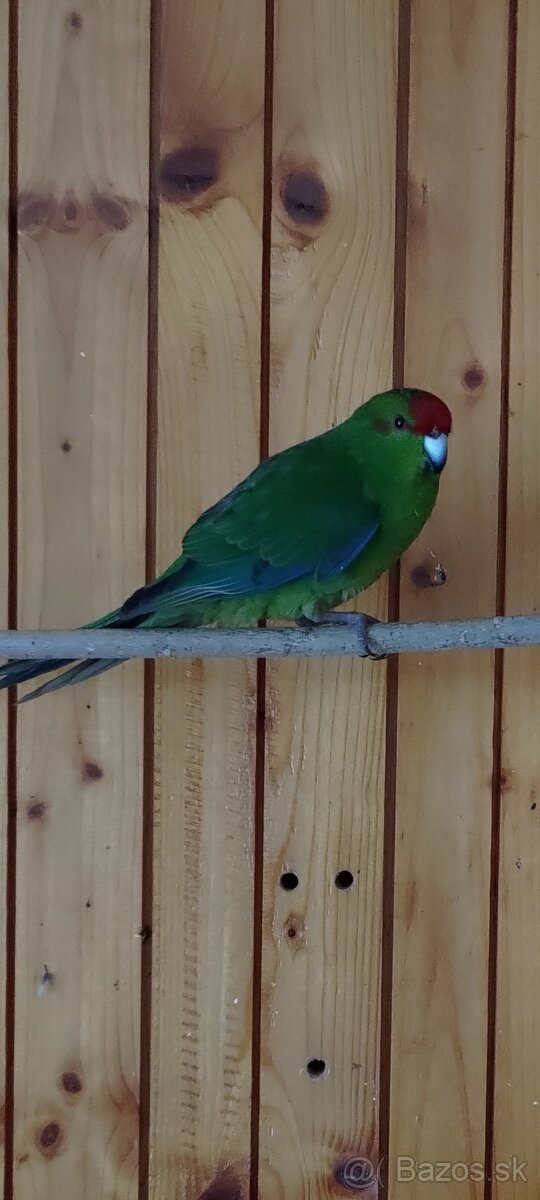 Predám kakariki - 6